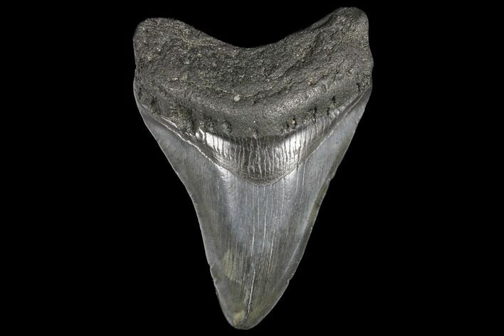 Fossil Megalodon Tooth - South Carolina #130720